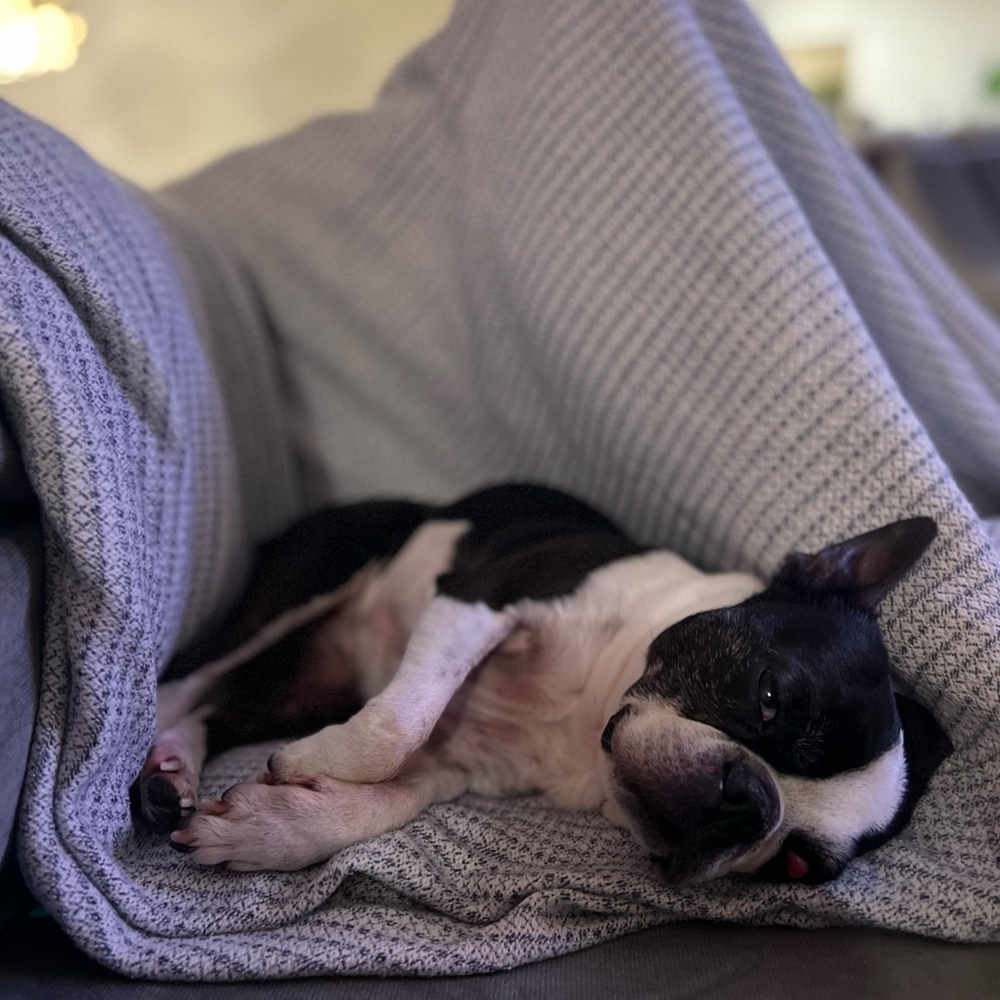 Support this Elderly Pup
